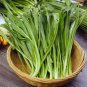 Rare Sawtooth Coriander 1000 Seeds - Fragrant Serrated-Leaf Asian Herb