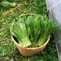 Rare Sawtooth Coriander 1000 Seeds - Fragrant Serrated-Leaf Asian Herb
