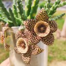 Rare Stapelia 10 Seeds Mix - Rare Carrion Flower Succulent Collection