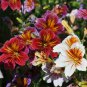 Rare Painted Tongue 250 Seeds - Rare Mixed Color Annual Flowers