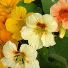 Rare Sunburst' Yellow Nasturtium 50 Seeds - Easy Grow, Poor Soil Tolerant