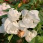 Rare White Garden Balsam Double Flower Seeds - Camellia 100 seeds