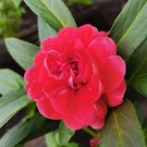 Rare Red Garden Balsam Double Flower 100 Seeds - Long Lasting Summer