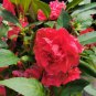 Rare Red Garden Balsam Double Flower 100 Seeds - Long Lasting Summer