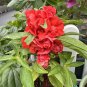 Rare Red Garden Balsam Double Flower 100 Seeds - Long Lasting Summer
