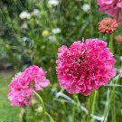 Rare Purple-red Pincushion Flower 200 Seeds - Unique Purple-red Blooms