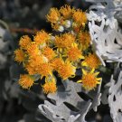 Rare Silver Ragwort (Jacobaea maritima) 100 Seeds - Biennial Cultivation, Fuzzy Leaves