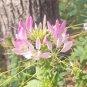 Rare Spider Flower 200 Seeds - Fast-Growing, Butterfly-Like Pink Blooms