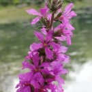 Rare Purple Loosestrife (Lythrum salicaria) 500 Seeds - Perennial