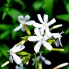 Rare Bouncing Bet 200 Seeds (Saponaria officinalis) - White Perennial Flowers