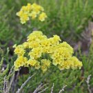 Rare Wavyleaf Sea Lavender 200 Seeds - Light Yellow Starry Blooms