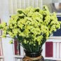 Rare Wavyleaf Sea Lavender 200 Seeds - Light Yellow Starry Blooms