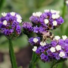 Rare Blue Wavyleaf Sea Lavender 200 Seeds - Limonium Sinuatum