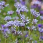 Rare Blue Woodruff 200 Seeds - Fragrant Annual with Unique Blue Flowers