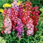 Rare Hybrid Beardtongue 200 Seeds - Long Blooming, Disease Resistant