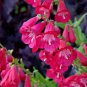 Rare Hybrid Beardtongue 200 Seeds - Long Blooming, Disease Resistant