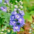 Rare Large-Flowered Delphinium 200 Seeds - Delphinium grandiflorum 'Cute' Series