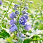 Rare Large-Flowered Delphinium 200 Seeds - Delphinium grandiflorum 'Cute' Series