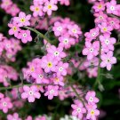 Rare Pink Alpine Forget-Me-Not 200 Seeds - Hardy Perennial Wildflower