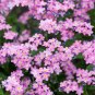 Rare Pink Alpine Forget-Me-Not 200 Seeds - Hardy Perennial Wildflower