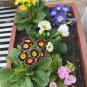Rare English Primrose 200 Seeds, Primula Vulgaris, Cold-Hardy Spring Blooms