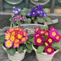 Rare English Primrose 200 Seeds, Primula Vulgaris, Cold-Hardy Spring Blooms
