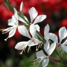 Rare White Gaura 100 Seeds - Perennial with Pink Calyx & White Petals
