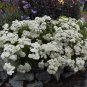 500 Plus White Yarrow Seeds - white flower