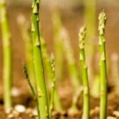 100 ASPARAGUS - MARY WASHINGTON - ANTY OXYDANTS