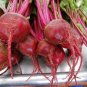 150+ Detroit Dark Red Beet Seeds - LOW IN CALORIES