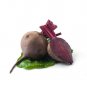 150+ Detroit Dark Red Beet Seeds - LOW IN CALORIES