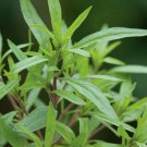 500 SUMMER SAVORY Herb Flower Seeds - the mint family of Lamiaceae