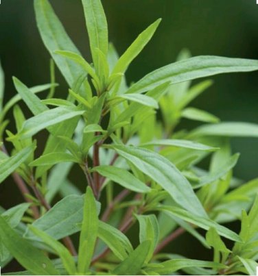 500 SUMMER SAVORY Herb Flower Seeds - the mint family of Lamiaceae