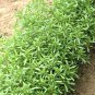 500 SUMMER SAVORY Herb Flower Seeds - the mint family of Lamiaceae
