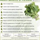 300+ Purslane Seeds - Portulaca oleracea