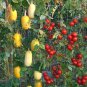 30+ Spaghetti Squash Seeds - nutrient-dense food