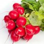 250 Plus German Giant Radish Seeds - vitamin c