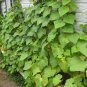 70 Plus National Pickling Cucumber Seeds - low in calories