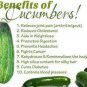 70 Plus National Pickling Cucumber Seeds - low in calories