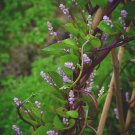 30 Red Malabar Spinach Seeds - Vine spinach leaves