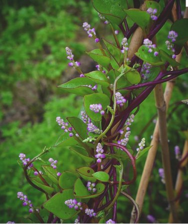 30 Red Malabar Spinach Seeds - Vine spinach leaves