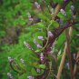 30 Red Malabar Spinach Seeds - Vine spinach leaves