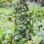 30 Red Malabar Spinach Seeds - Vine spinach leaves