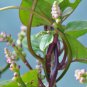 30 Red Malabar Spinach Seeds - Vine spinach leaves