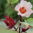30 Plus Roselle Hibiscus Seeds - Hibiscus sabdariffa