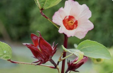 30 Plus Roselle Hibiscus Seeds - Hibiscus sabdariffa