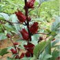 30 Plus Roselle Hibiscus Seeds - Hibiscus sabdariffa