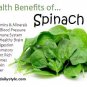 200 Bloomsdale Spinach Seeds - small leaves