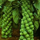 1000 LONG ISLAND BRUSSEL SPROUT Vegetable Seeds
