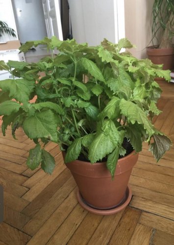 200 Green Shiso Seeds Perilla/Beefsteak
